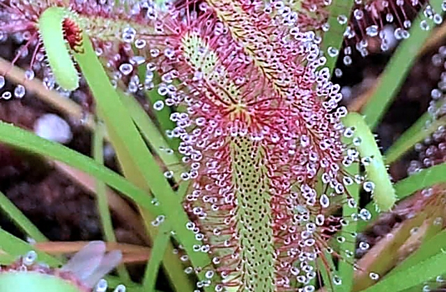 Insect Eating Plants