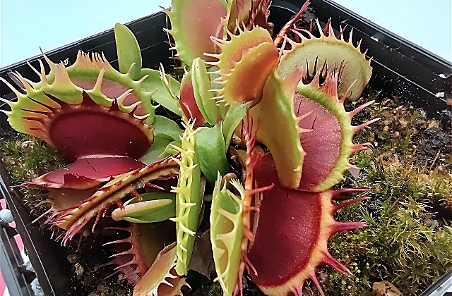 Venus Flytrap