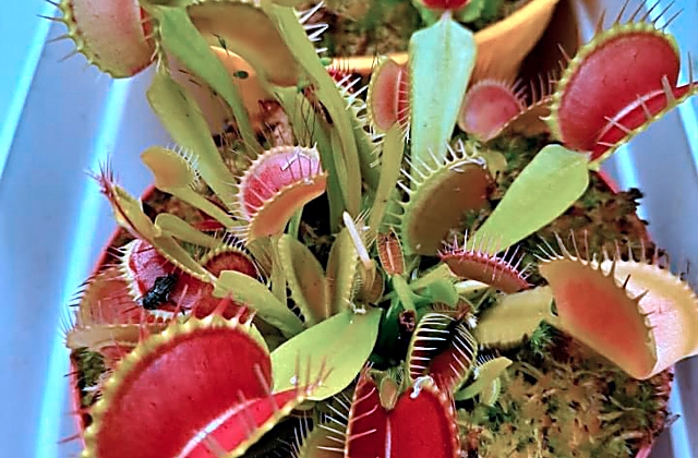 Carnivorous Plants