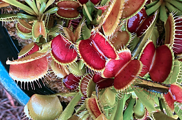 Carnivorous Plants