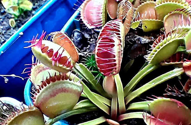 Venus Flytrap