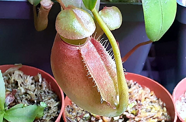 Carnivorous Plants