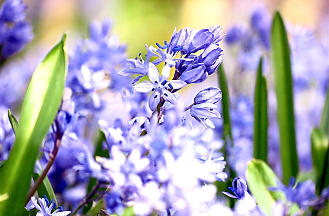 Flower Garden