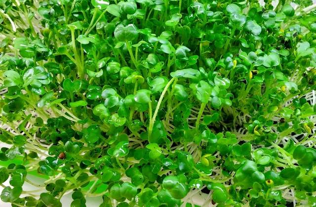 Which Microgreens Regrow After Cutting?