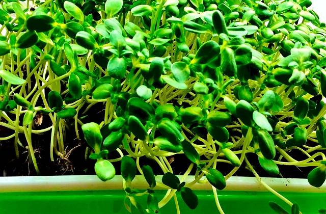 Which Microgreens Are the Healthiest?