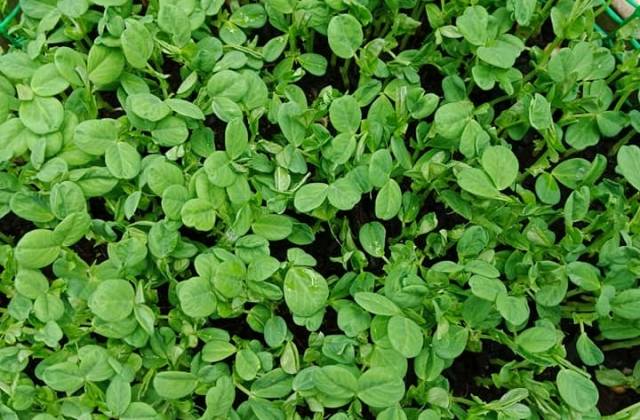What Can I Do With Microgreens?