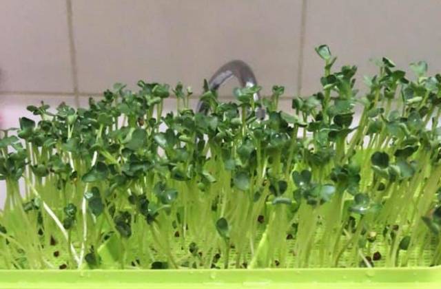 What Are the Health Benefits of Microgreens?
