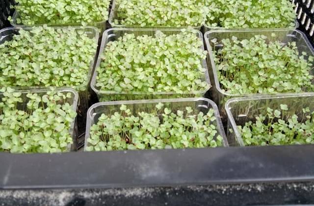 What Are the Best Selling Microgreens?