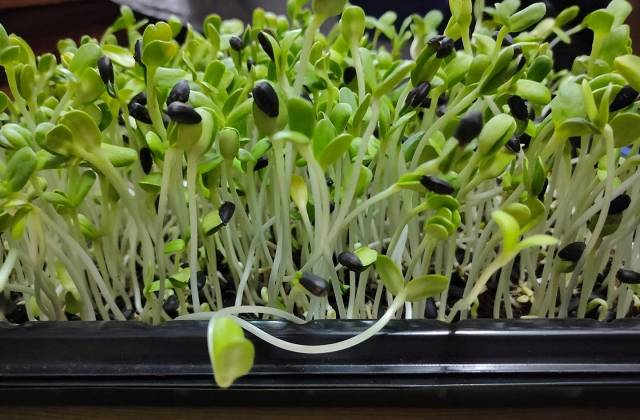 Is it Better to Grow Microgreens in Water or Soil?