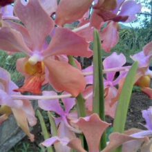 potting soil for orchids