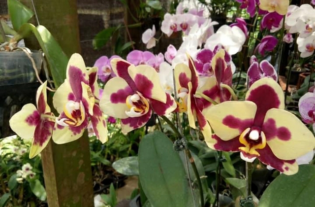Growing orchids in container