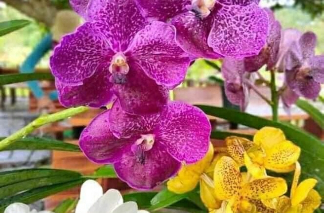 Growing orchids in container