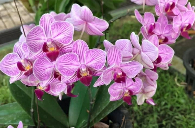 Growing orchids for beginners