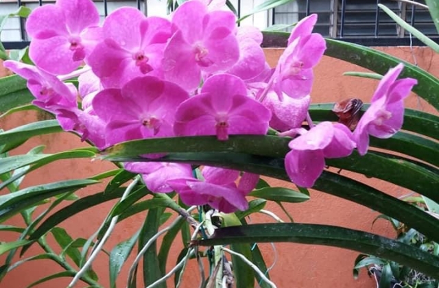 Orchids care for beginners