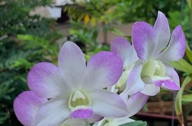 Planting orchids