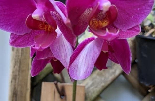 Growing orchids