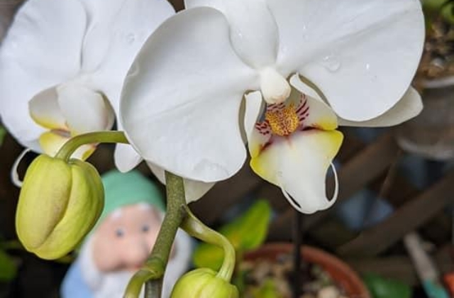 Orchid plants for beginners