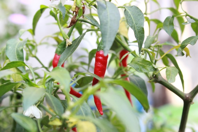 Vegetable Gardening