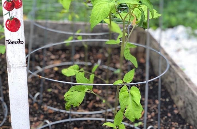 Container Gardening